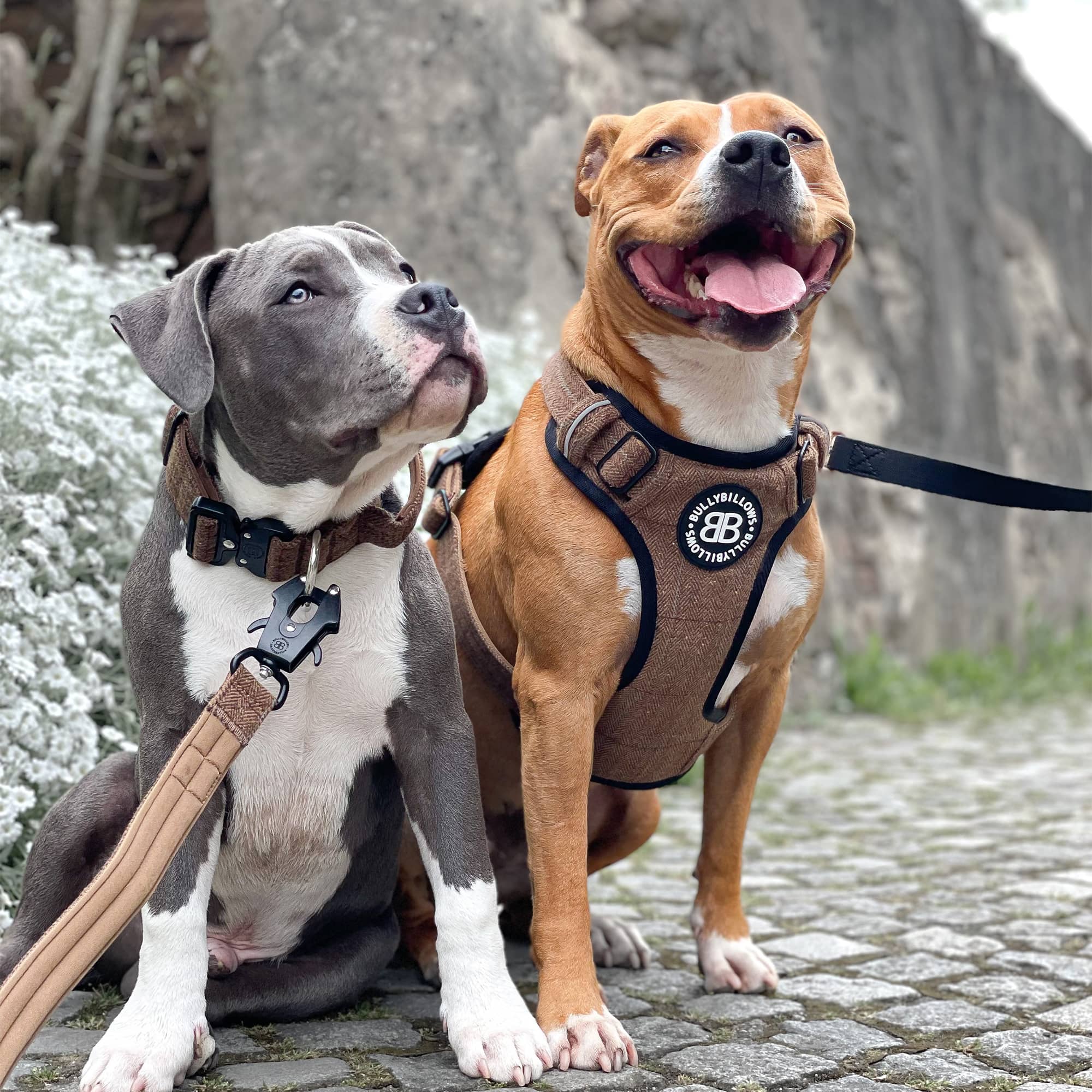 Comfort Premium Harness | Non Restrictive - Khaki - Image 9