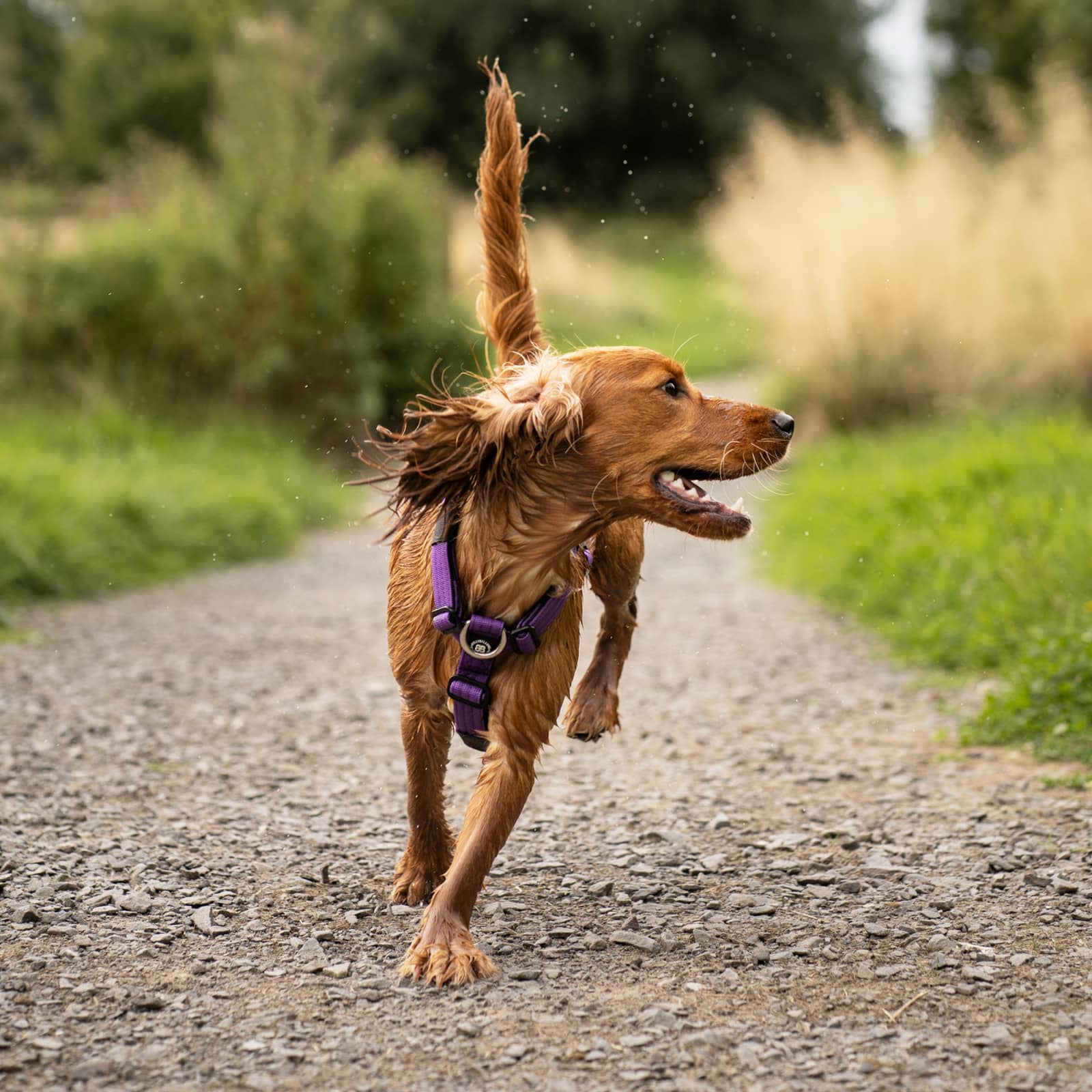Anti-Pull TRI-Harness® | Training Dog Harness for All Breeds - Khaki - Image 17