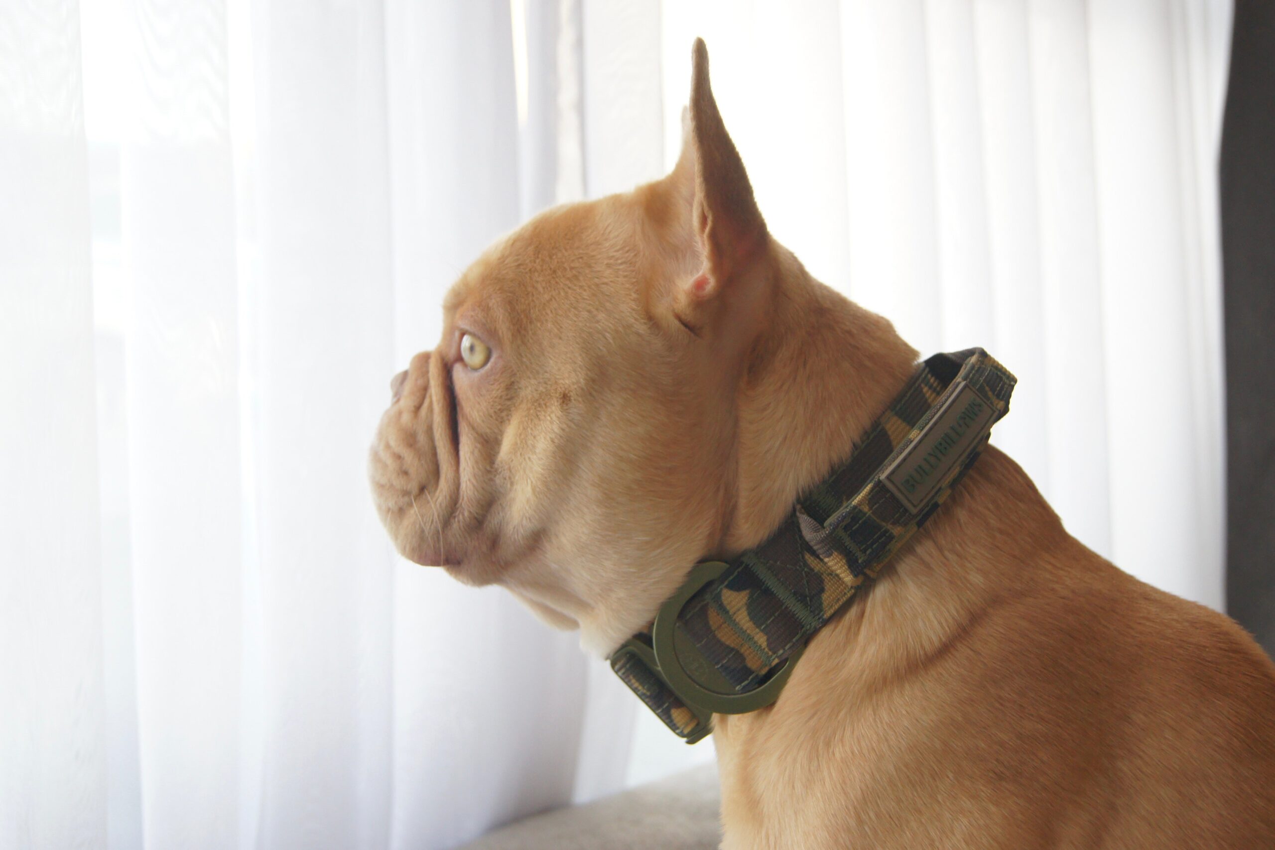 5cm Lighter Combat® Collar | With Handle & Secure Clip - Green Camouflage - Image 5