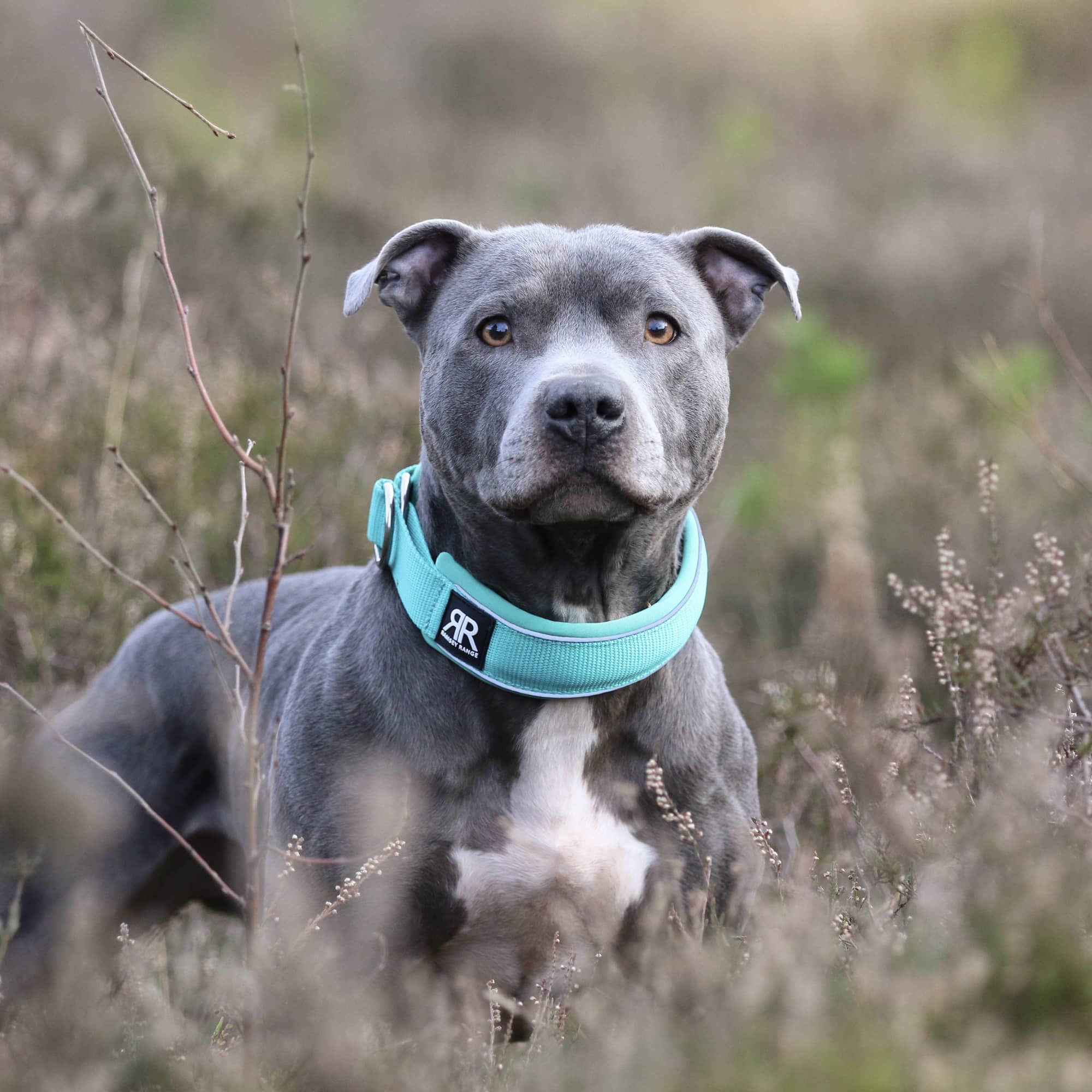 5cm Slip on Collar | Foam Padded - Turquoise - Image 5